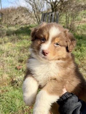 Les chiots de Berger Australien