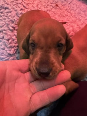 Les chiots de Teckel poil ras