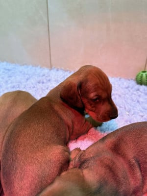 Les chiots de Teckel poil ras