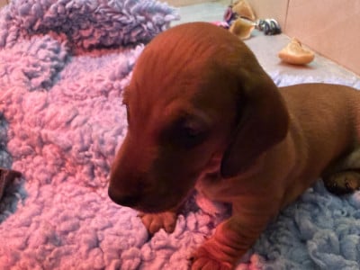 Les chiots de Teckel poil ras