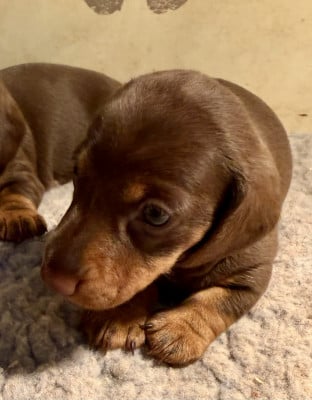 Les chiots de Teckel poil ras