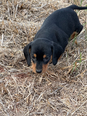 Les chiots de Teckel poil ras