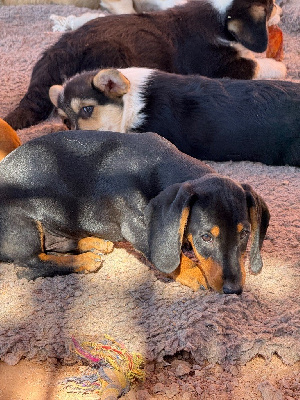 Les chiots de Teckel poil ras