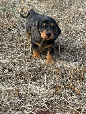 Les chiots de Teckel poil ras