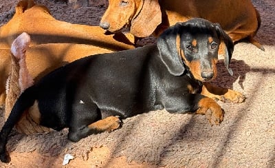 Les chiots de Teckel poil ras