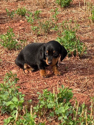 Les chiots de Teckel poil ras