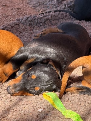 Les chiots de Teckel poil ras