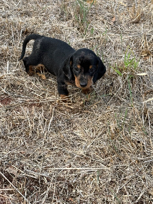 Les chiots de Teckel poil ras