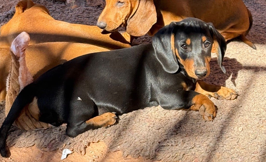 Teckel poil ras - du Duncallipsy