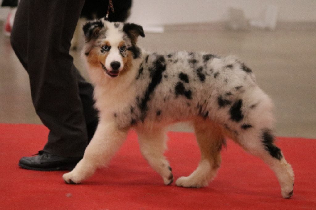 J ch club légende indienne nakoma des minis toon's - 1 très prometteur en baby femelle