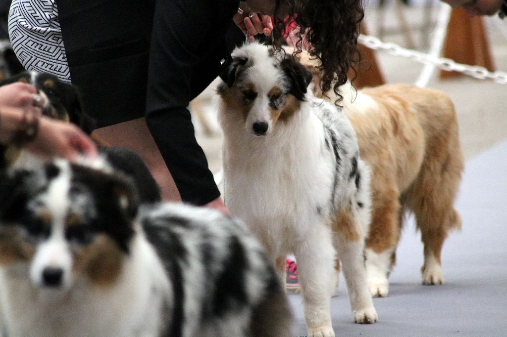 J ch club légende indienne nakoma des minis toon's - 2 ieme Très prometteur en puppy femelle /22