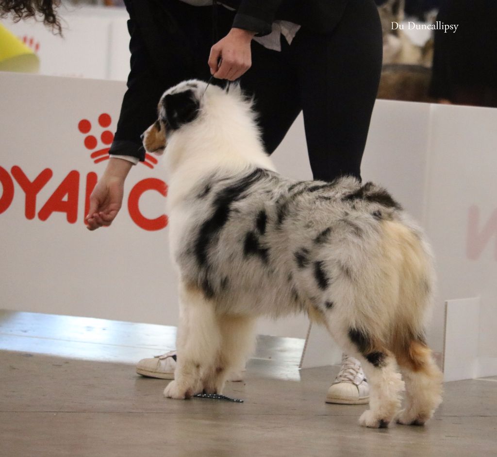 J ch club légende indienne nakoma des minis toon's - 1 ier excellent en intermédiaire femelle CACS/RCACIB