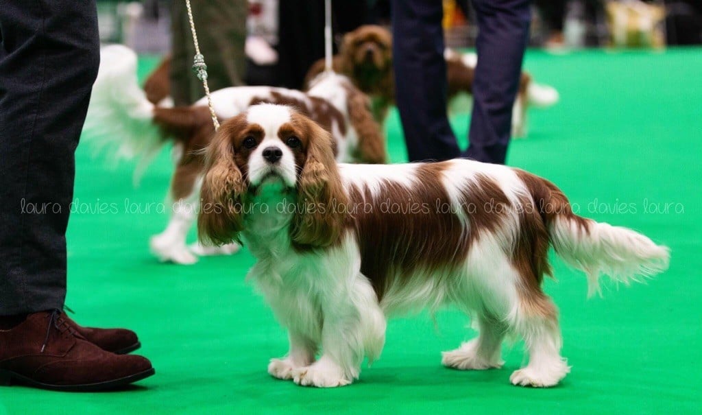 CH. Jr sp gib pt ib ch sp fr mist of a legend De Los Ursidos Kodiak - 3rd junior class