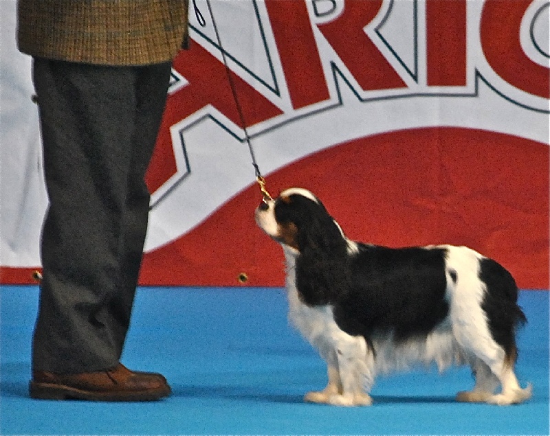 CH. Jr gib sp,ch ib cs gib sp pt ib gone with the wind of Sevijean's - !st exc junior class, best junior, CCJ