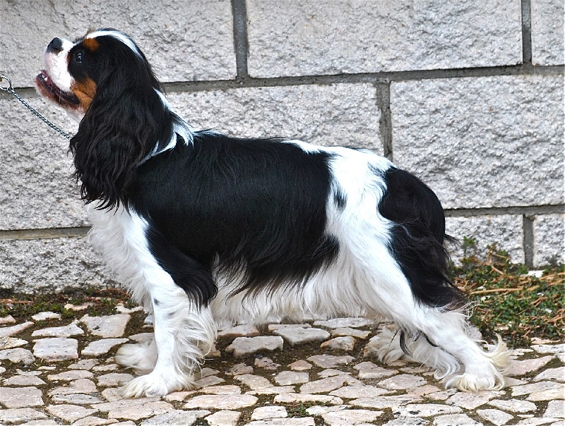 CH. Jr gib sp,ch ib cs gib sp pt ib gone with the wind of Sevijean's - 1º EXC,CCJ,BEST JUNIOR