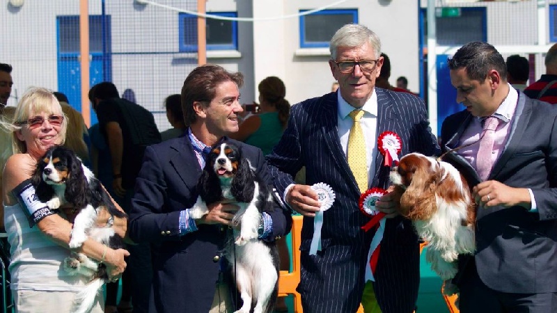 CH. Jr pt ch gib. pt. ivy De Los Ursidos Kodiak - 1st intermediate class, GCC, CACIB, BOB.