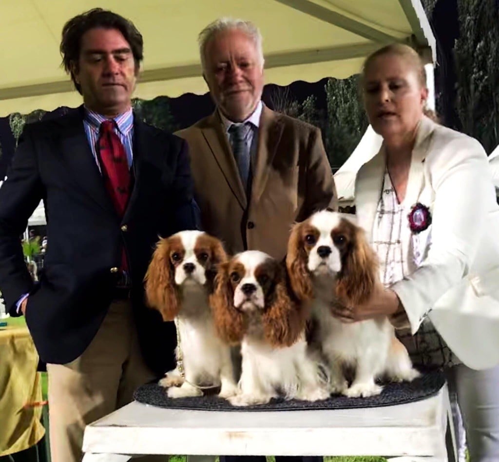 CH. Jr gib lady of the lake De Los Ursidos Kodiak - 1st exc Junior class, CCJ best junior bitch