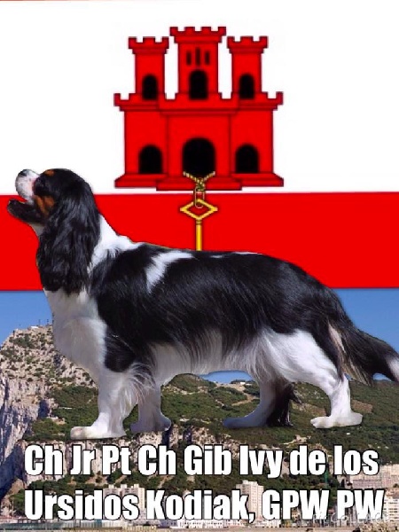 CH. Jr pt ch gib. pt. ivy De Los Ursidos Kodiak - 1st intermediate class, GCC