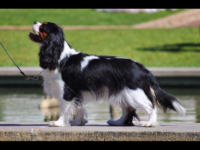 CH. Jr pt ch gib. pt. ivy De Los Ursidos Kodiak - 1st intermediate class, CAC:QC, BOS.