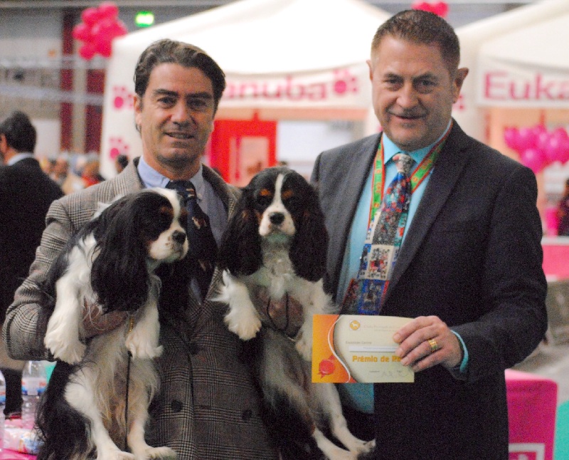 CH. Jr pt ch gib. pt. ivy De Los Ursidos Kodiak - 1st exc junior class, CCJ, best junior, and BOB.