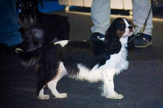 CH. Jr pt ch gib. pt. ivy De Los Ursidos Kodiak - Best puppy