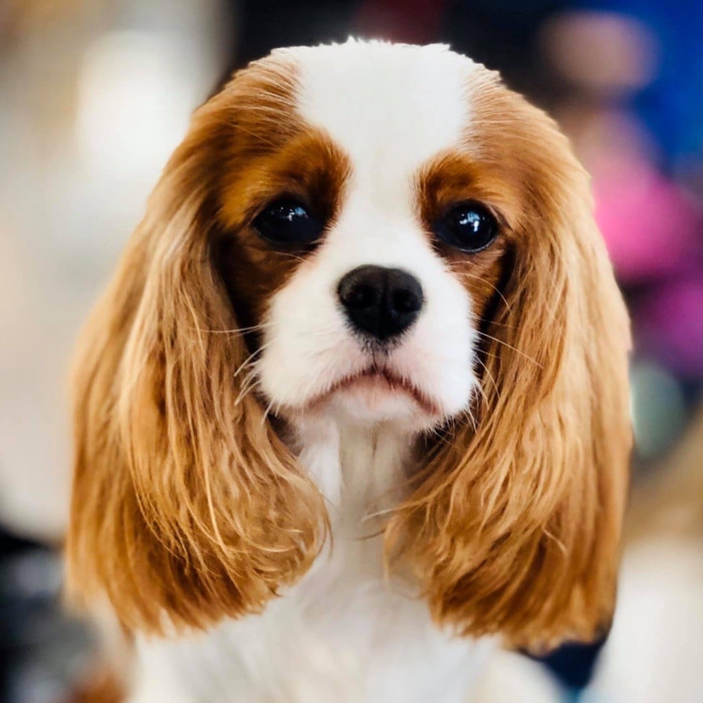 CH. Jr sp gib pt ib ch sp fr mist of a legend De Los Ursidos Kodiak - 3rd Junior Class