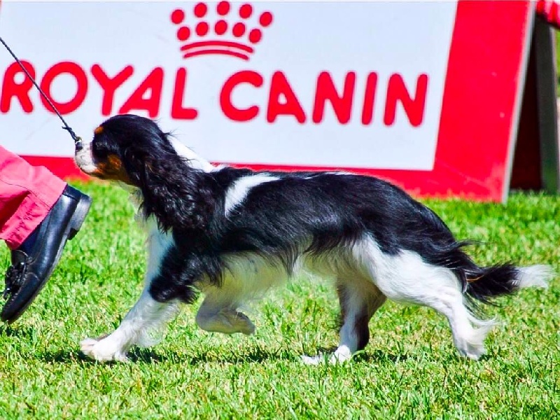 CH. Jr pt ch gib. pt. ivy De Los Ursidos Kodiak - 1st intermediate class, CAC, BOB