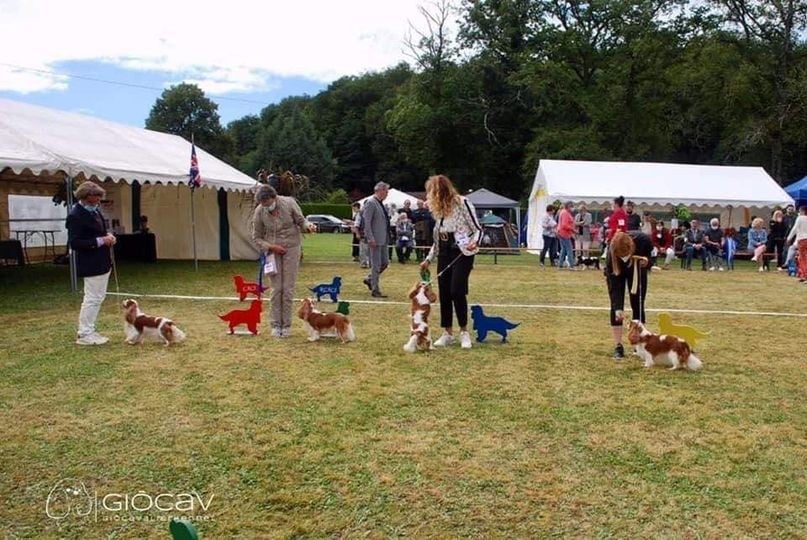 CH. Jr sp gib pt ib ch sp fr mist of a legend De Los Ursidos Kodiak - 1st exc open class, CAC.