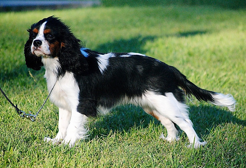 CH. Jr pt ch gib. pt. ivy De Los Ursidos Kodiak - Best puppy