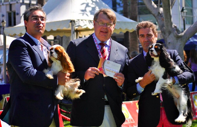 CH. Jr pt ch gib. pt. ivy De Los Ursidos Kodiak - 1st intermediate class, CAC, BOS.