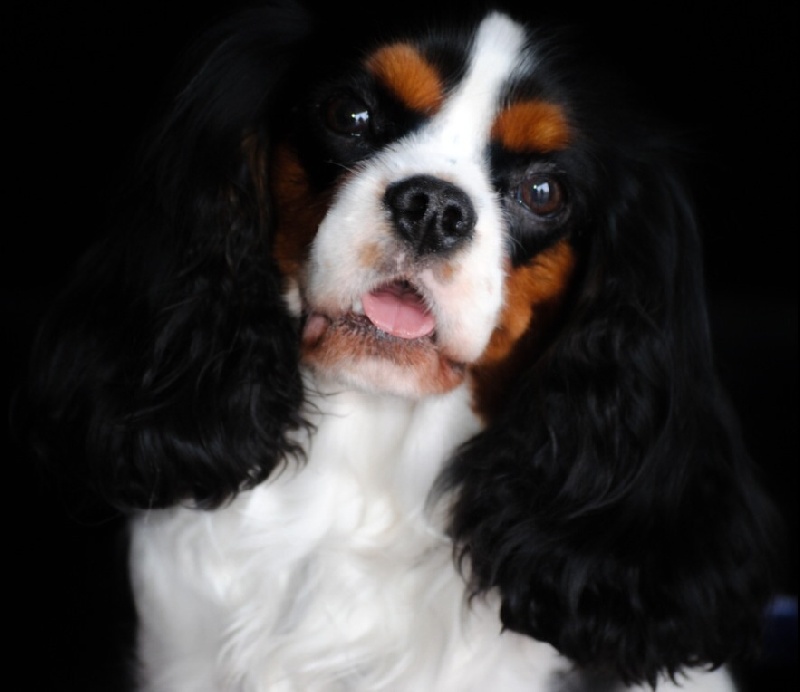 CH. Jr pt ch gib. pt. ivy De Los Ursidos Kodiak - 1exc junior class, Best junior, CCJ, BOB