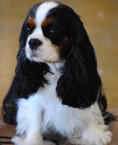 CH. Jr gib sp,ch ib cs gib sp pt ib gone with the wind of Sevijean's - 1st exc champion class, CCC CACIB