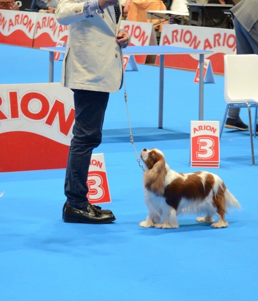 CH. Jr sp gib pt ib ch sp fr mist of a legend De Los Ursidos Kodiak - 3rd exc champion class