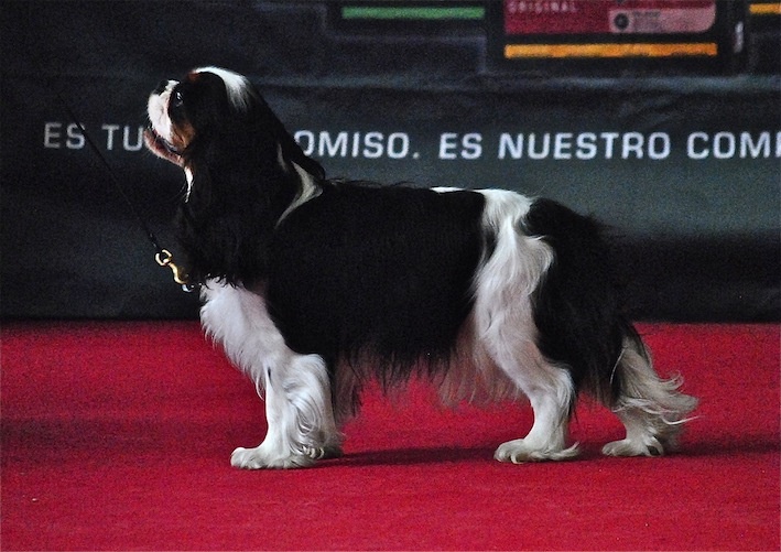 CH. Jr gib sp,ch ib cs gib sp pt ib gone with the wind of Sevijean's - !st exc Intermediate class, CAC CACIB Best female and BOB