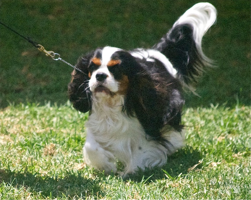 CH. Jr gib sp,ch ib cs gib sp pt ib gone with the wind of Sevijean's - 1exc open class, RCAC, RCACIB