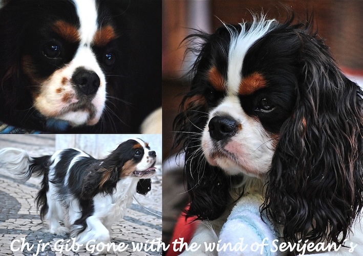 CH. Jr gib sp,ch ib cs gib sp pt ib gone with the wind of Sevijean's - 1º EXC,BEST JUNIOR, BEST FEMALE AND BEST OF BREED