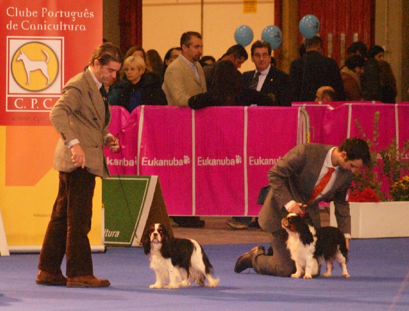 CH. Jr gib sp,ch ib cs gib sp pt ib gone with the wind of Sevijean's - 1exc open class, CAC-QC CACIB BOB
