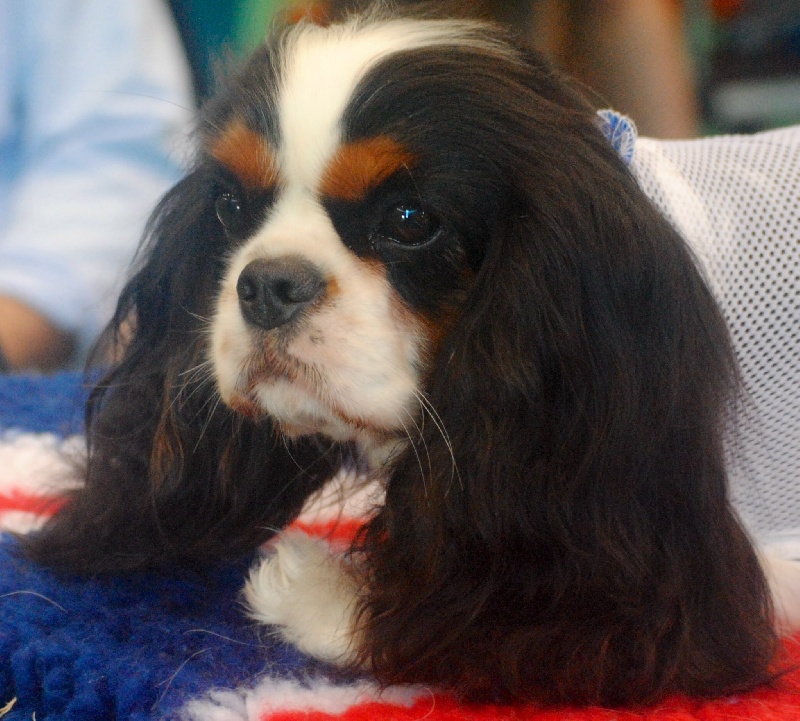 CH. Jr gib sp,ch ib cs gib sp pt ib gone with the wind of Sevijean's - 1st exc interm class, GCC