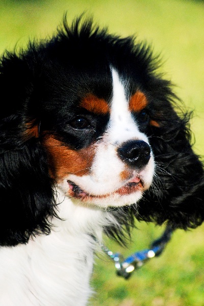 CH. Jr pt ch gib. pt. ivy De Los Ursidos Kodiak - Best puppy