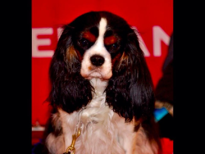 CH. Jr pt ch gib. pt. ivy De Los Ursidos Kodiak - 1 exc champion Class, CCC and RCACIB.