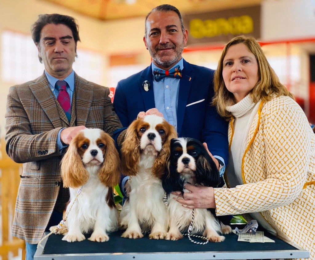 CH. Jr sp gib pt ib ch sp fr mist of a legend De Los Ursidos Kodiak - 1st exc intermediate class, CAC CACIB and BOS