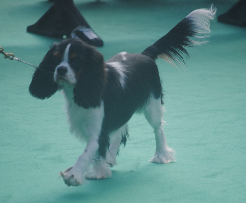 CH. Jr pt ch gib. pt. ivy De Los Ursidos Kodiak - Best puppy, Gibralar Puppy winner.