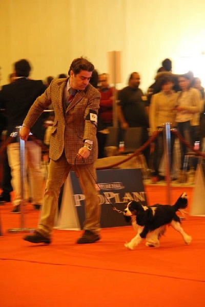 CH. Jr pt ch gib. pt. ivy De Los Ursidos Kodiak - 1st exc open class CAC CACIB