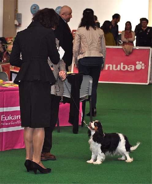 CH. Jr gib sp,ch ib cs gib sp pt ib gone with the wind of Sevijean's - 1st exc junior class, CCJ, best junior