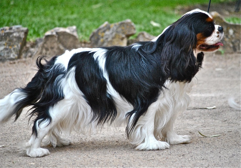 CH. Jr gib sp,ch ib cs gib sp pt ib gone with the wind of Sevijean's - 1st exc open class, CAC, CACIB. BOS, BOB