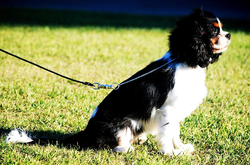 CH. Jr pt ch gib. pt. ivy De Los Ursidos Kodiak - Best puppy