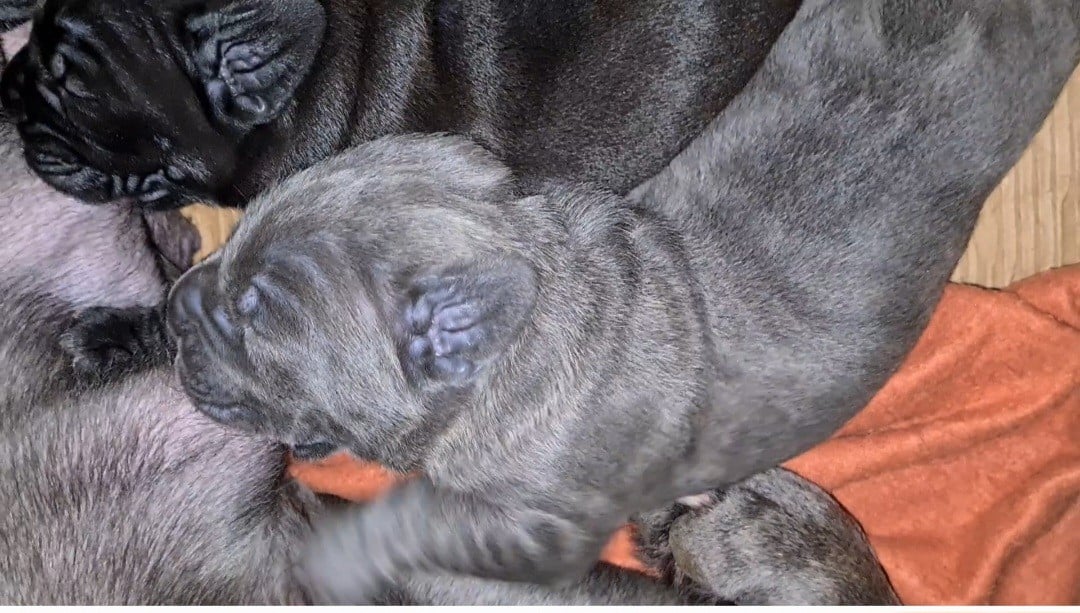 CHIOT 3 - Cane Corso