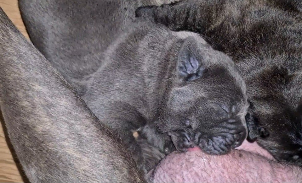 CHIOT 5 - Cane Corso