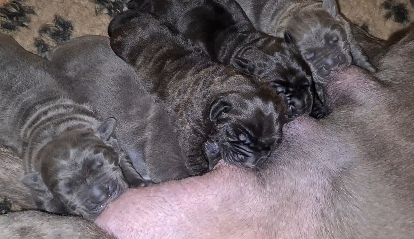 Chiot Cane Corso