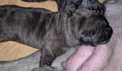 Les chiots de Cane Corso